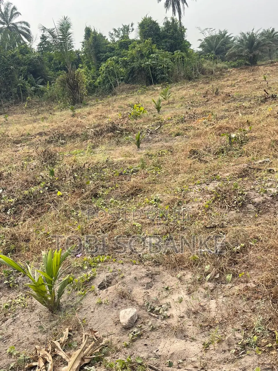 Fully Managed Palm Oil Farm Land in Abeokuta - 100% Secure Title