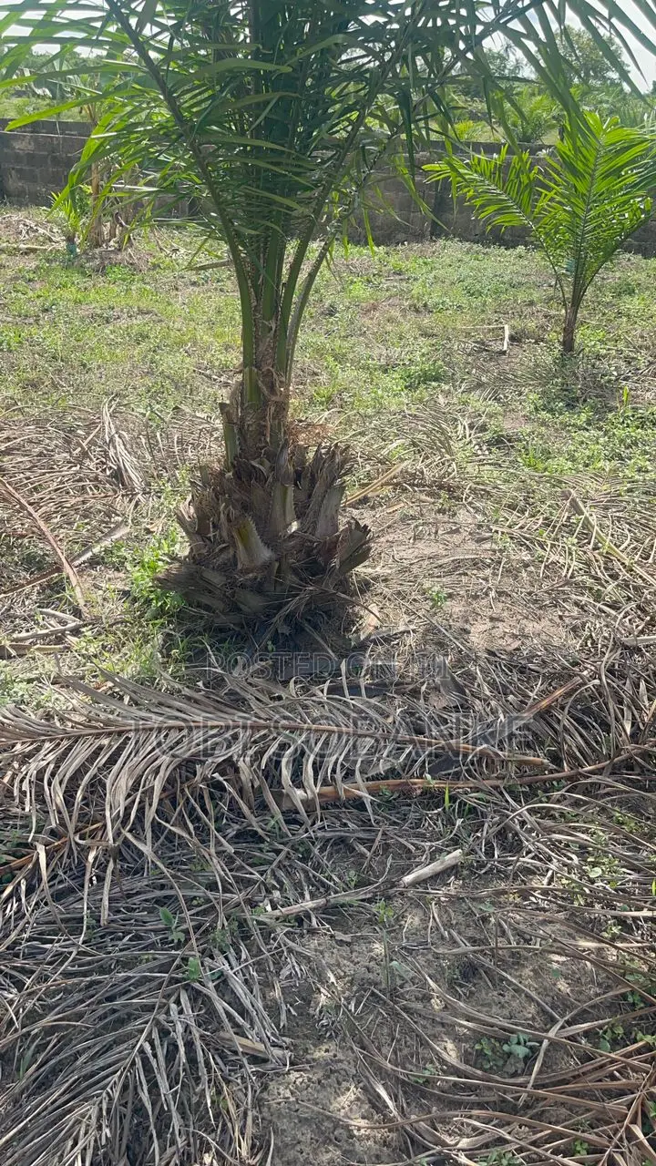 Fully Managed Palm Oil Farm Land in Abeokuta - 100% Secure Title