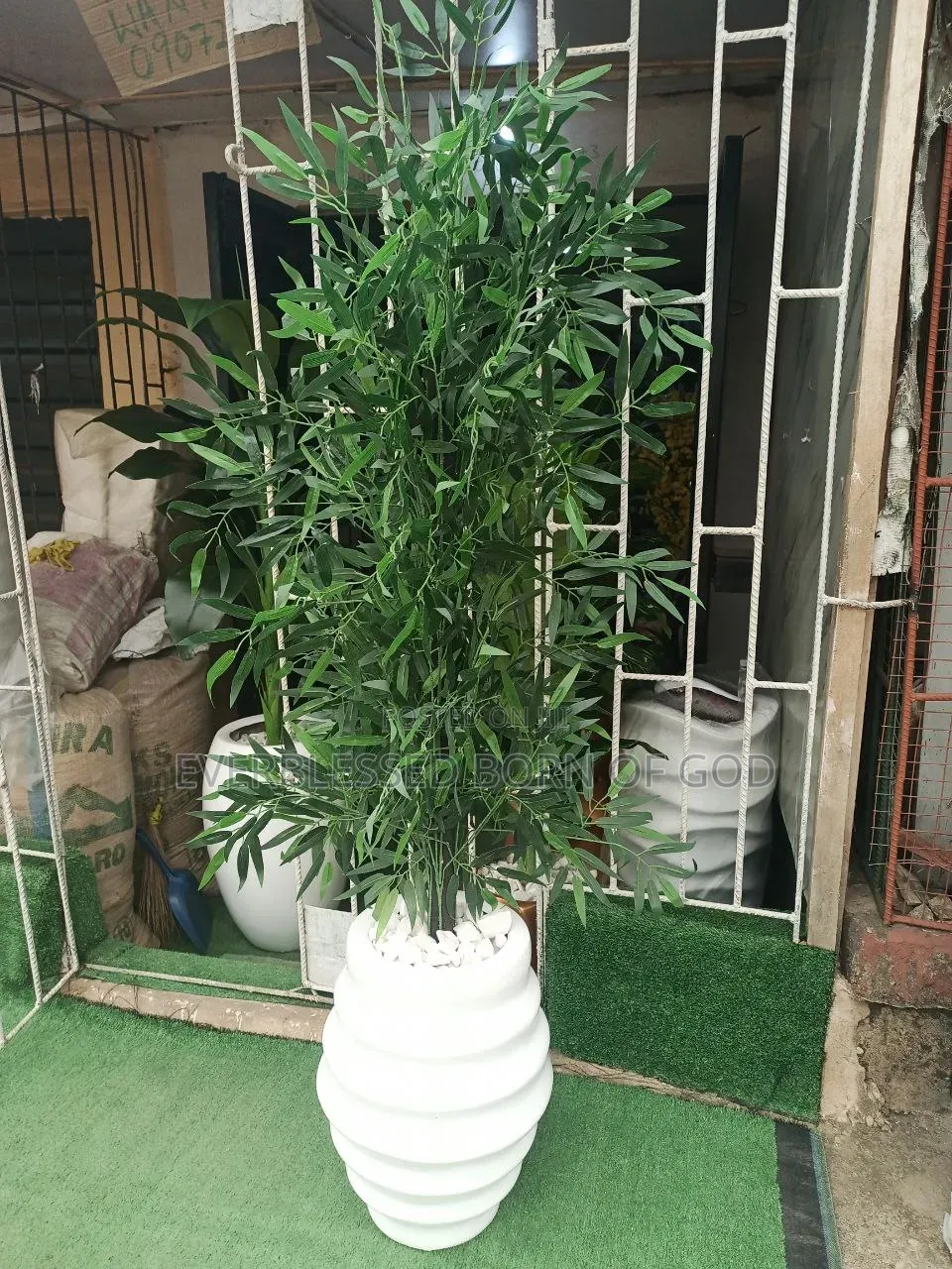 Bamboo Plant and Ring Pot