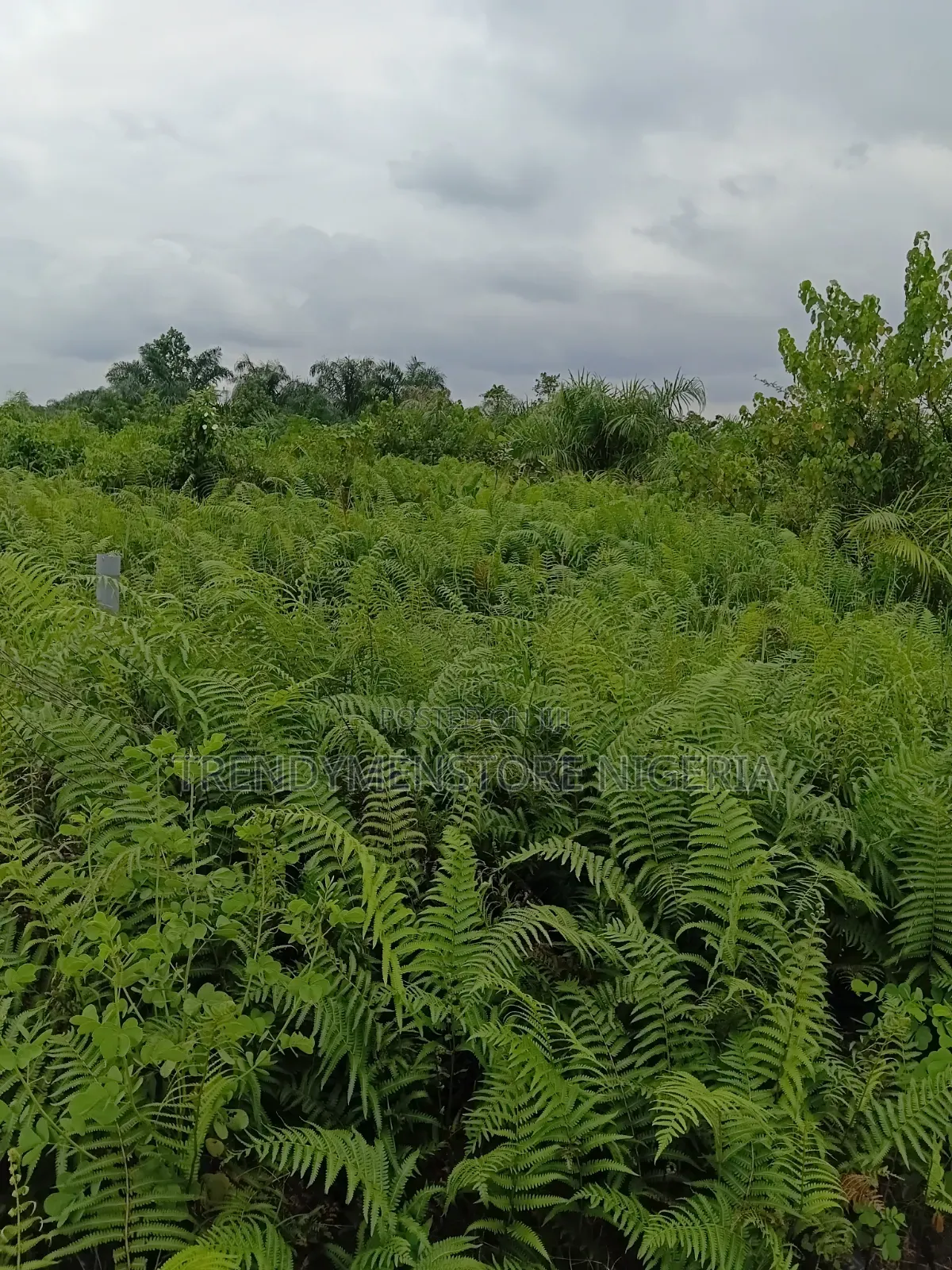 A Plot Off Ijegun-Ijagemo Express After Isheri Oshun Lagos