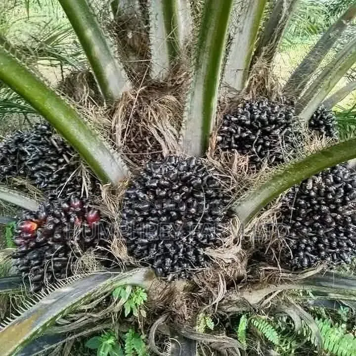Malaysia Supergene Oil Palm Sprouted Nuts and Seedlings