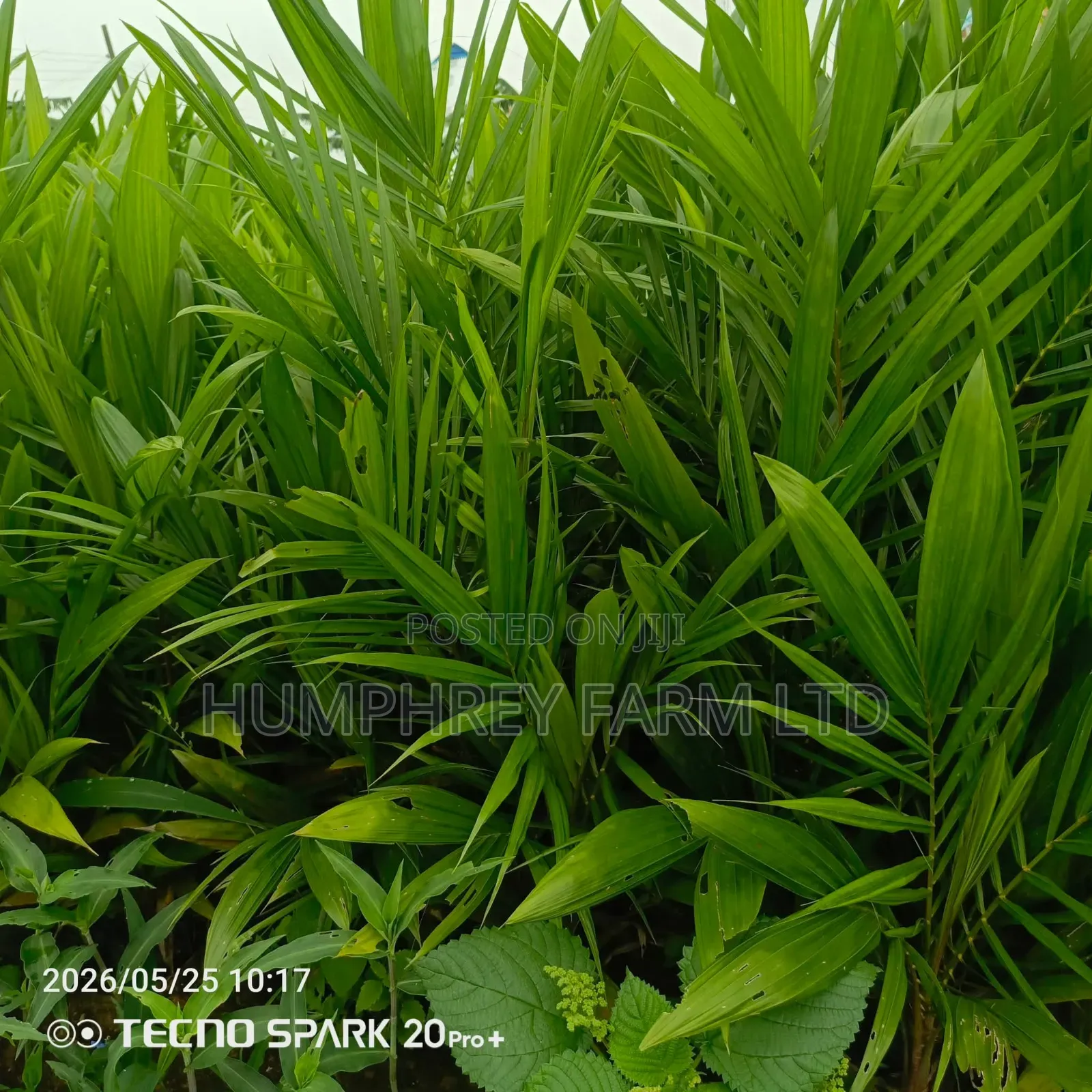 Malaysia Supergene Oil Palm Sprouted Nuts and Seedlings