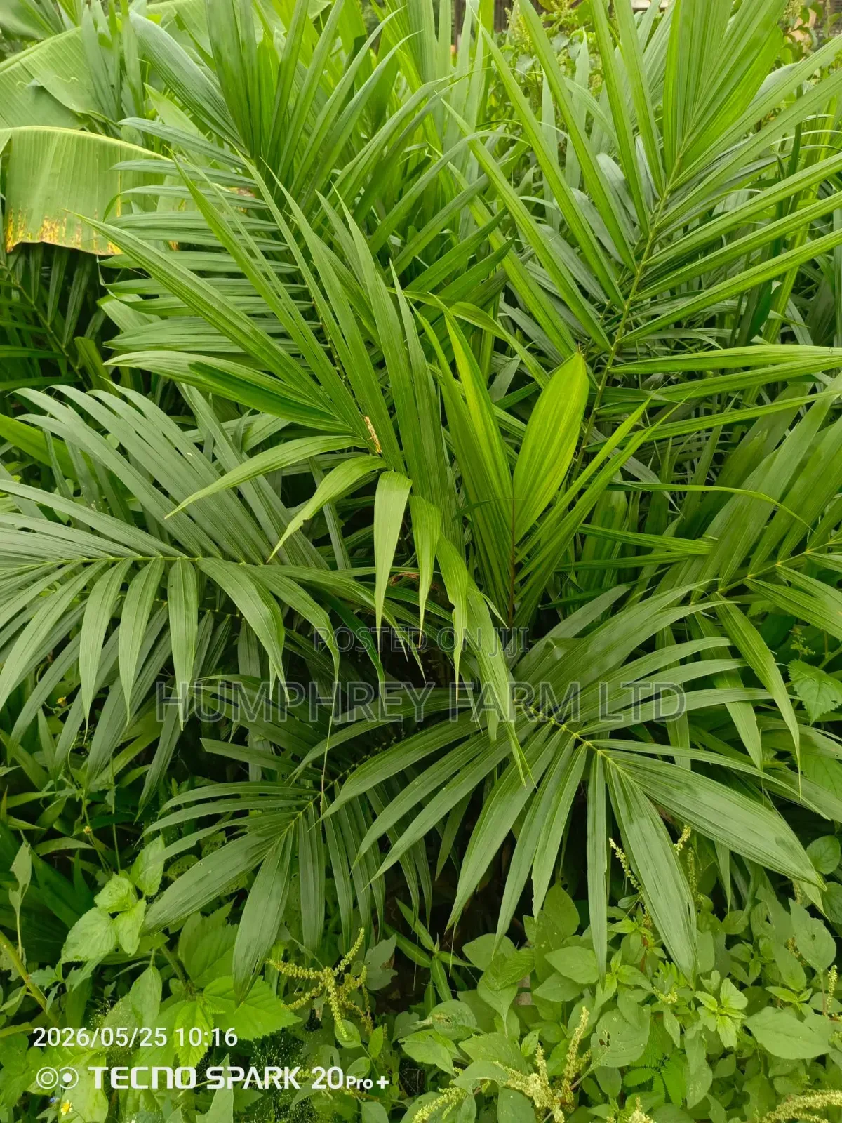 Malaysia Supergene Oil Palm Sprouted Nuts and Seedlings