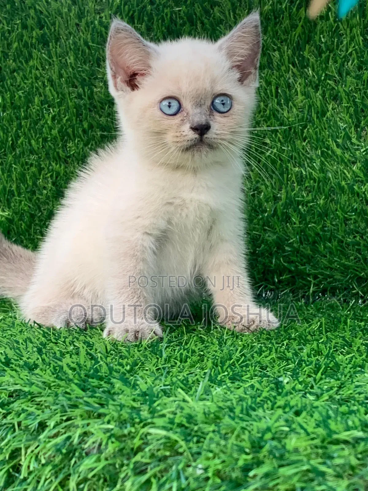 1-3 months Female Purebred British Shorthair