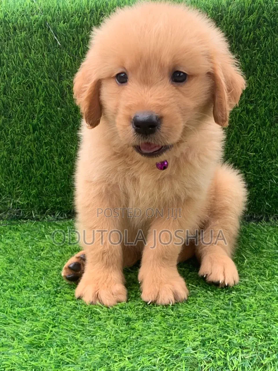 1-3 months Female Purebred Golden Retriever