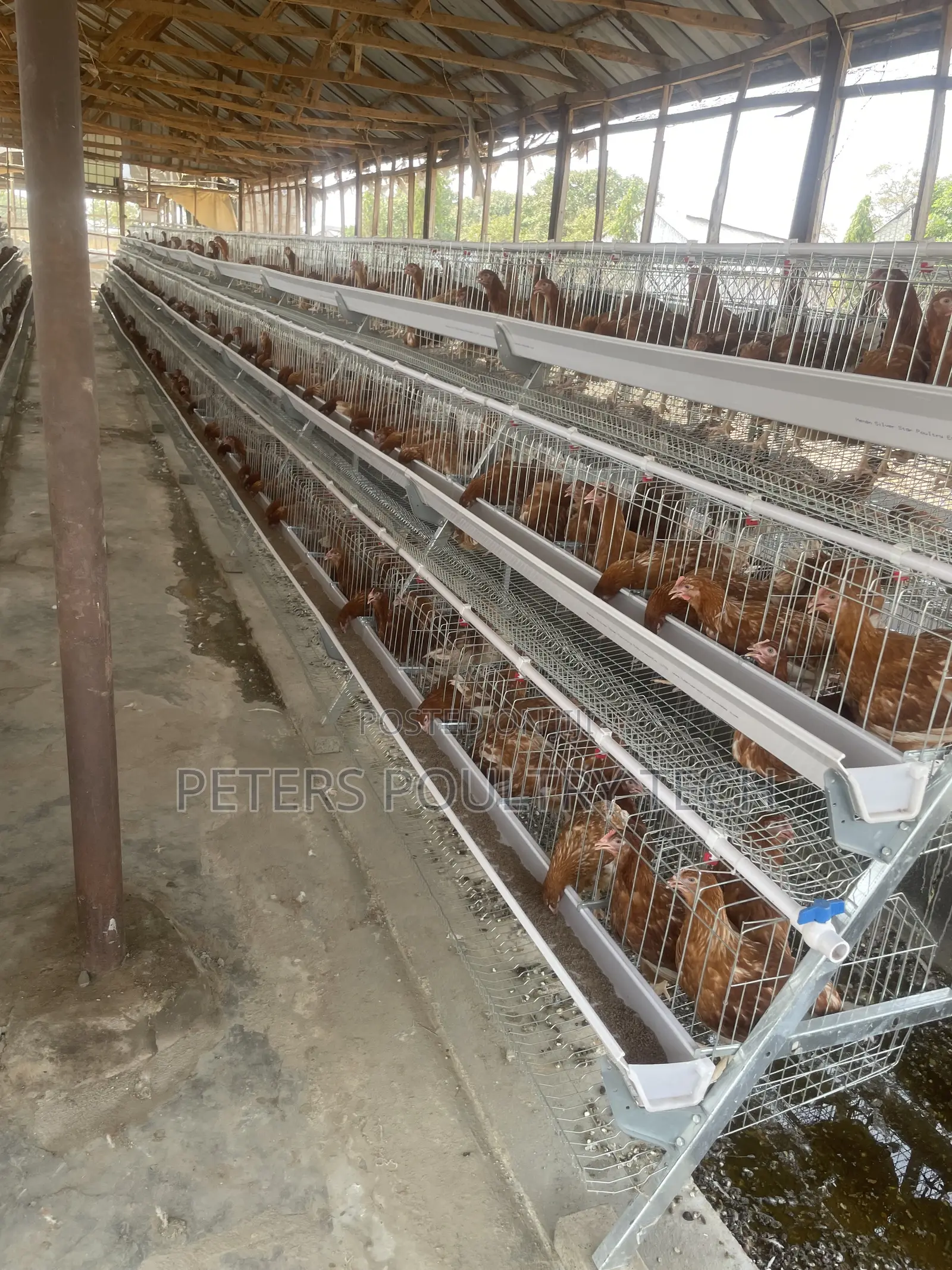 Foreign Battery Cages