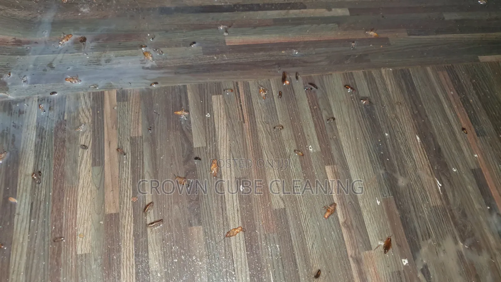 House Cleaning Services / Fumigation Services |