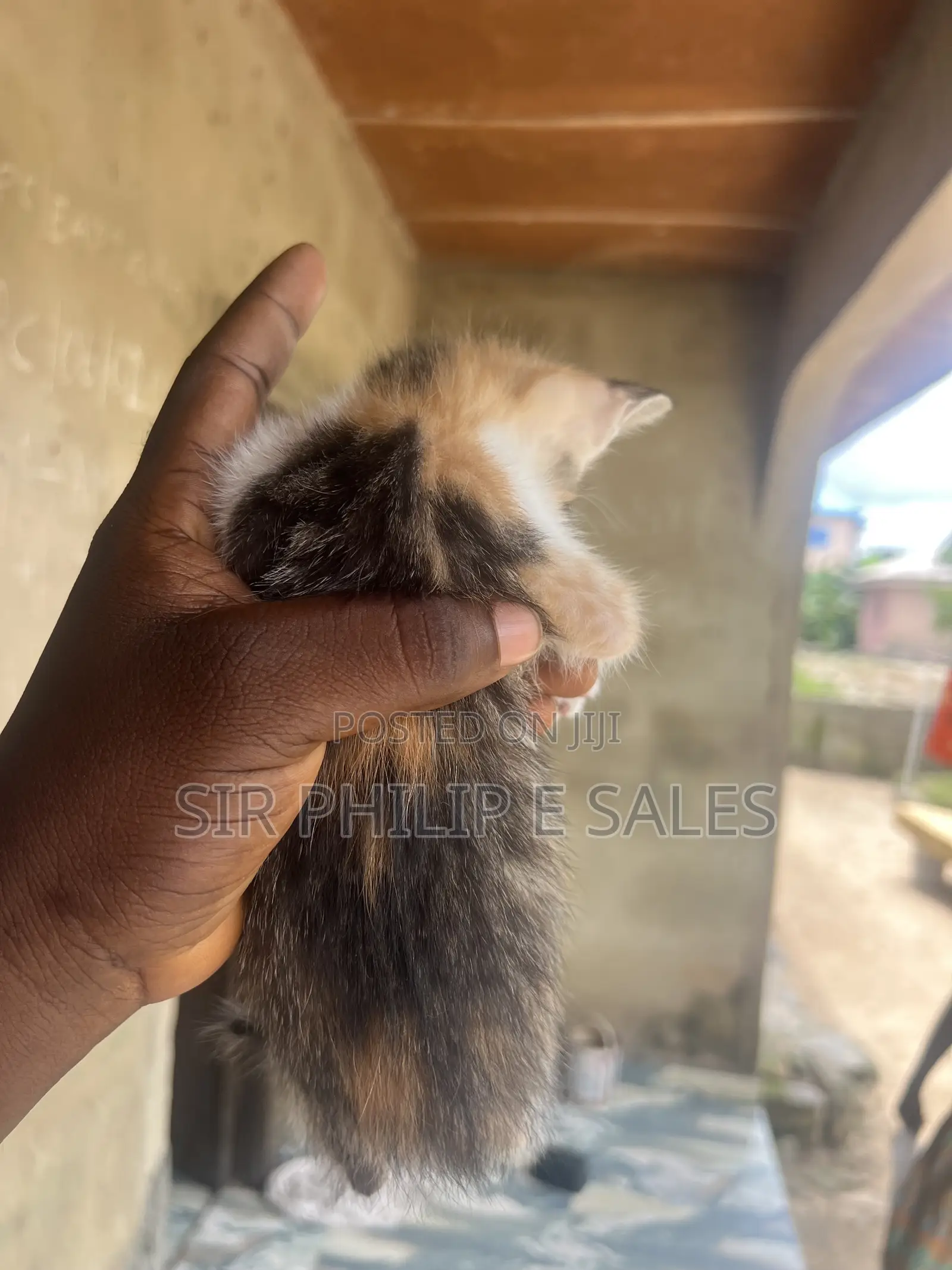 1-3 months Female Mixed Breed American Shorthair
