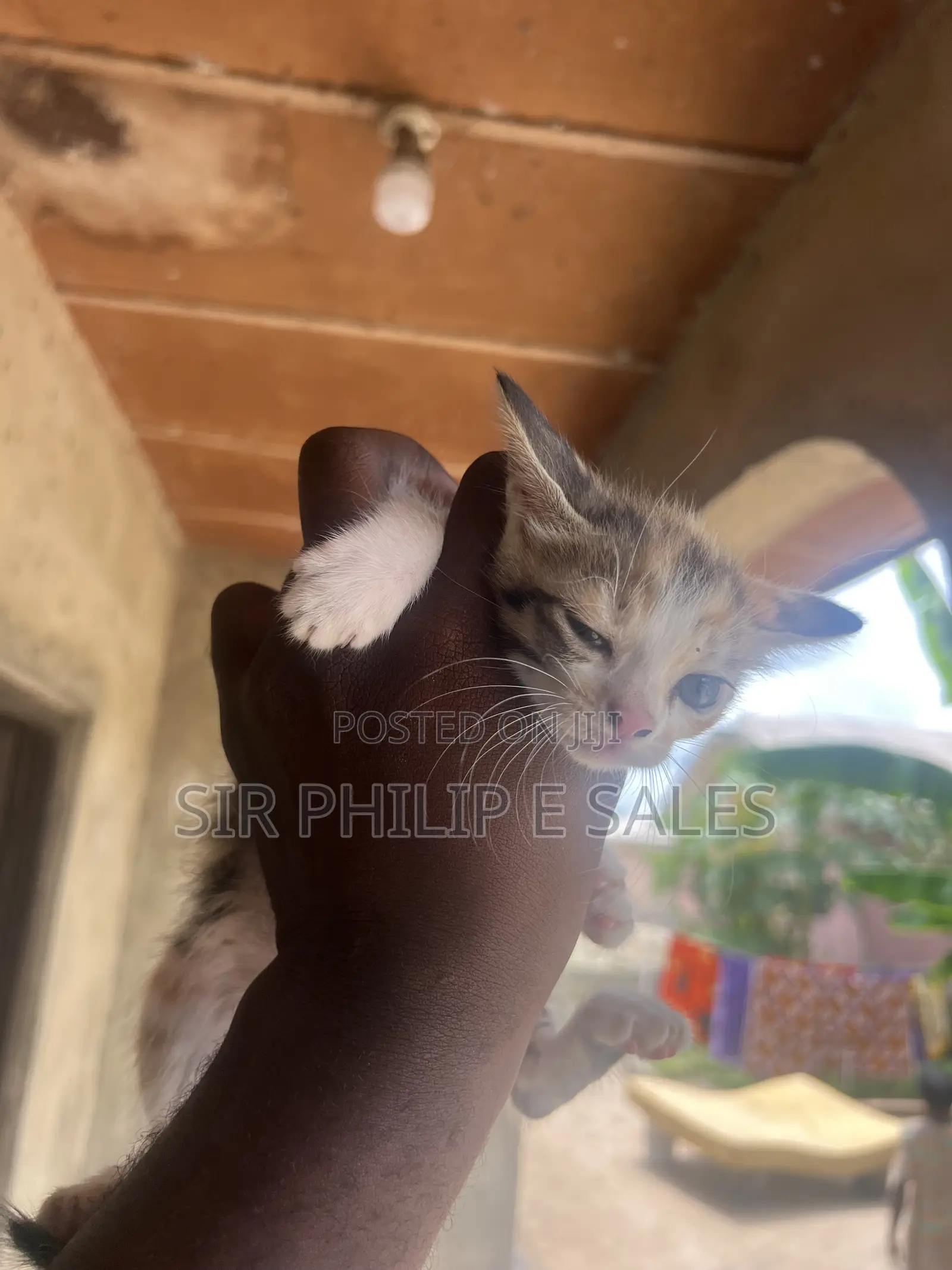 1-3 months Female Mixed Breed American Shorthair