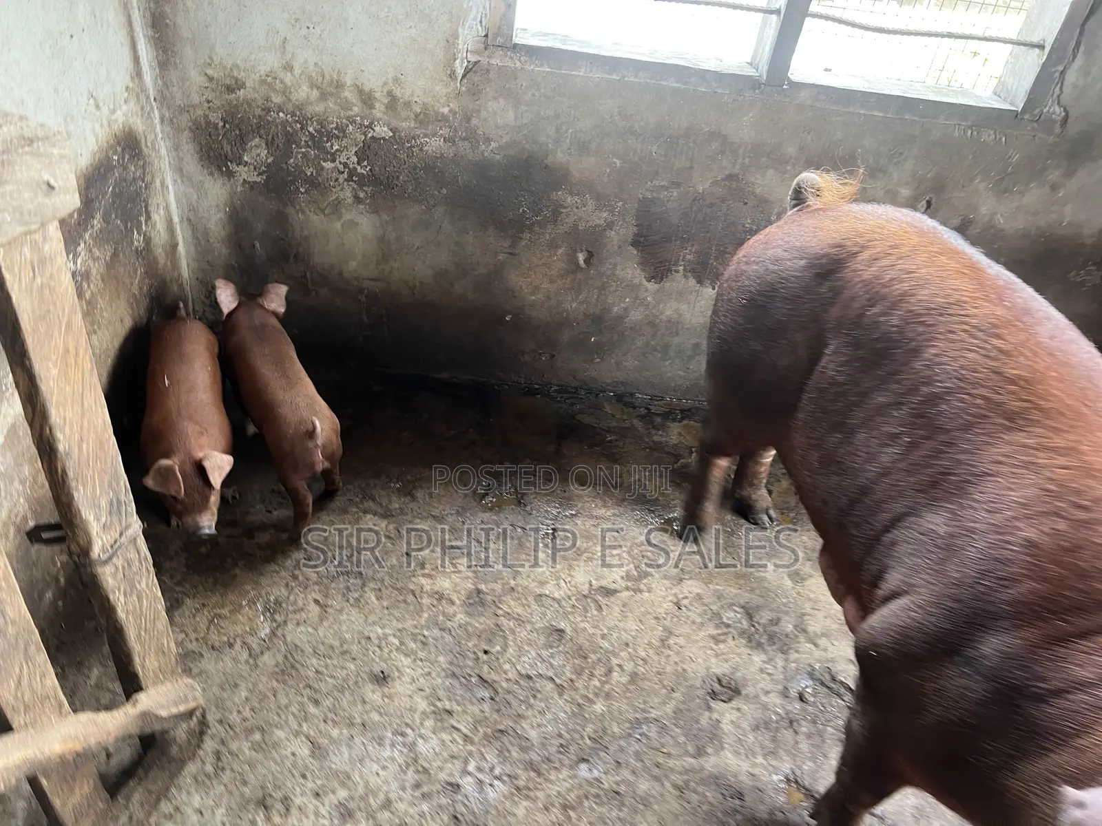 Duroc Pig in Warri