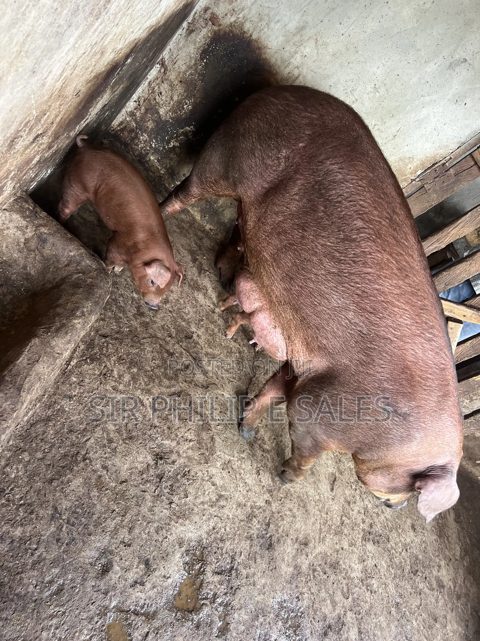 Duroc Pig in Warri