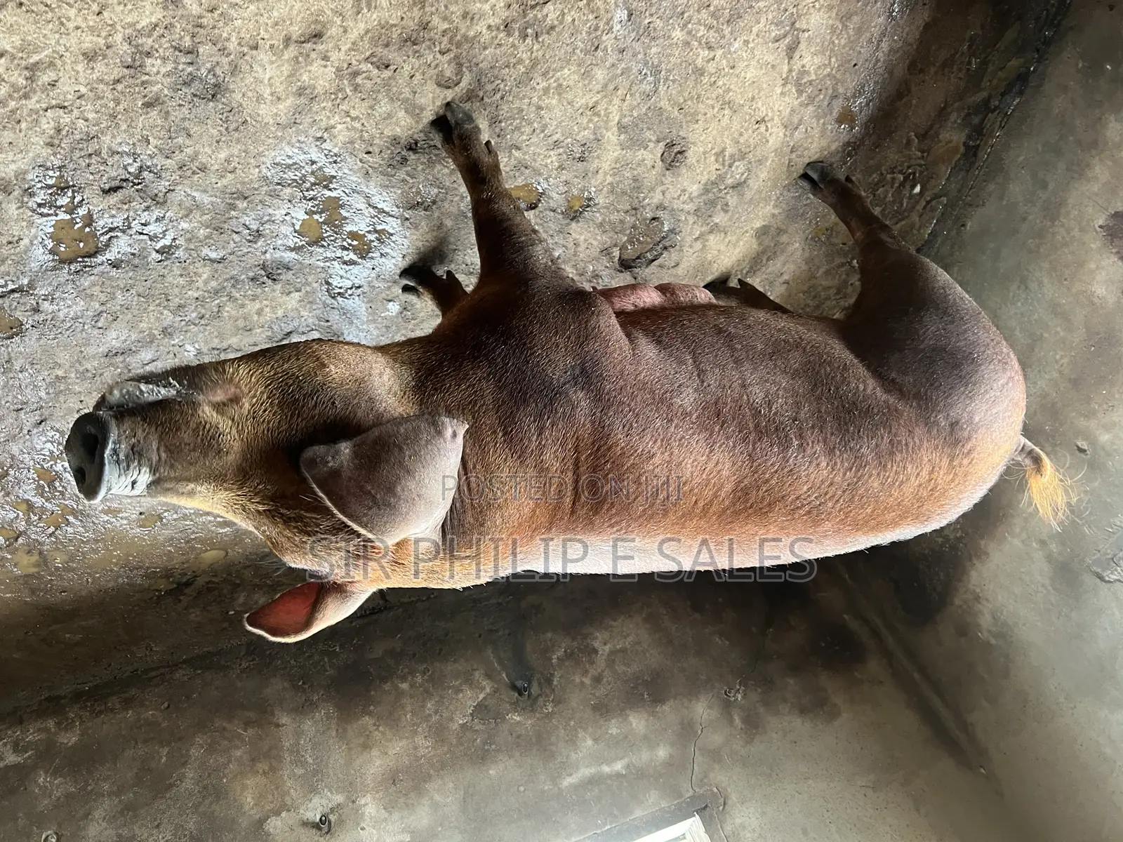 Duroc Pig in Warri