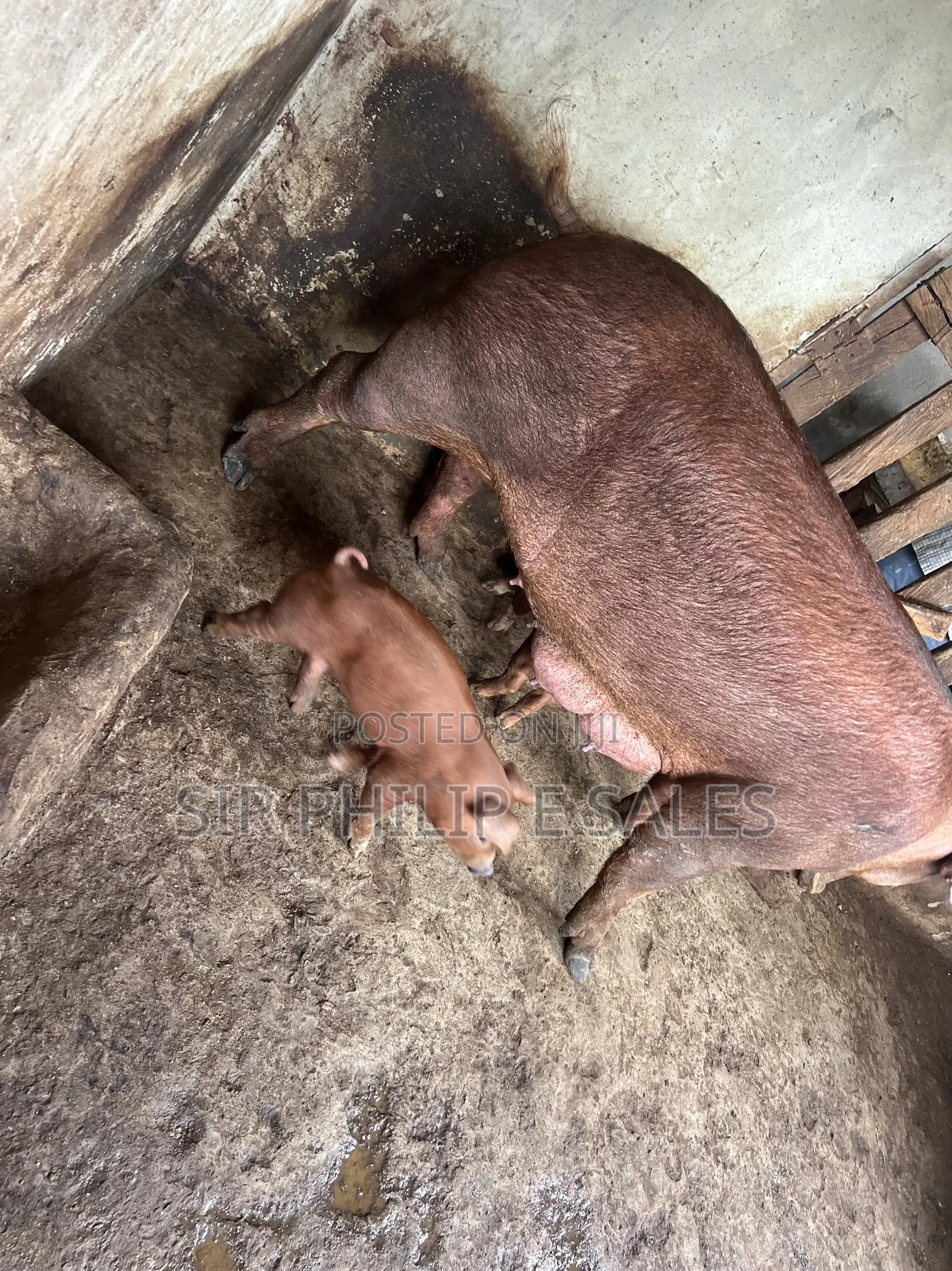 Duroc Pig in Warri