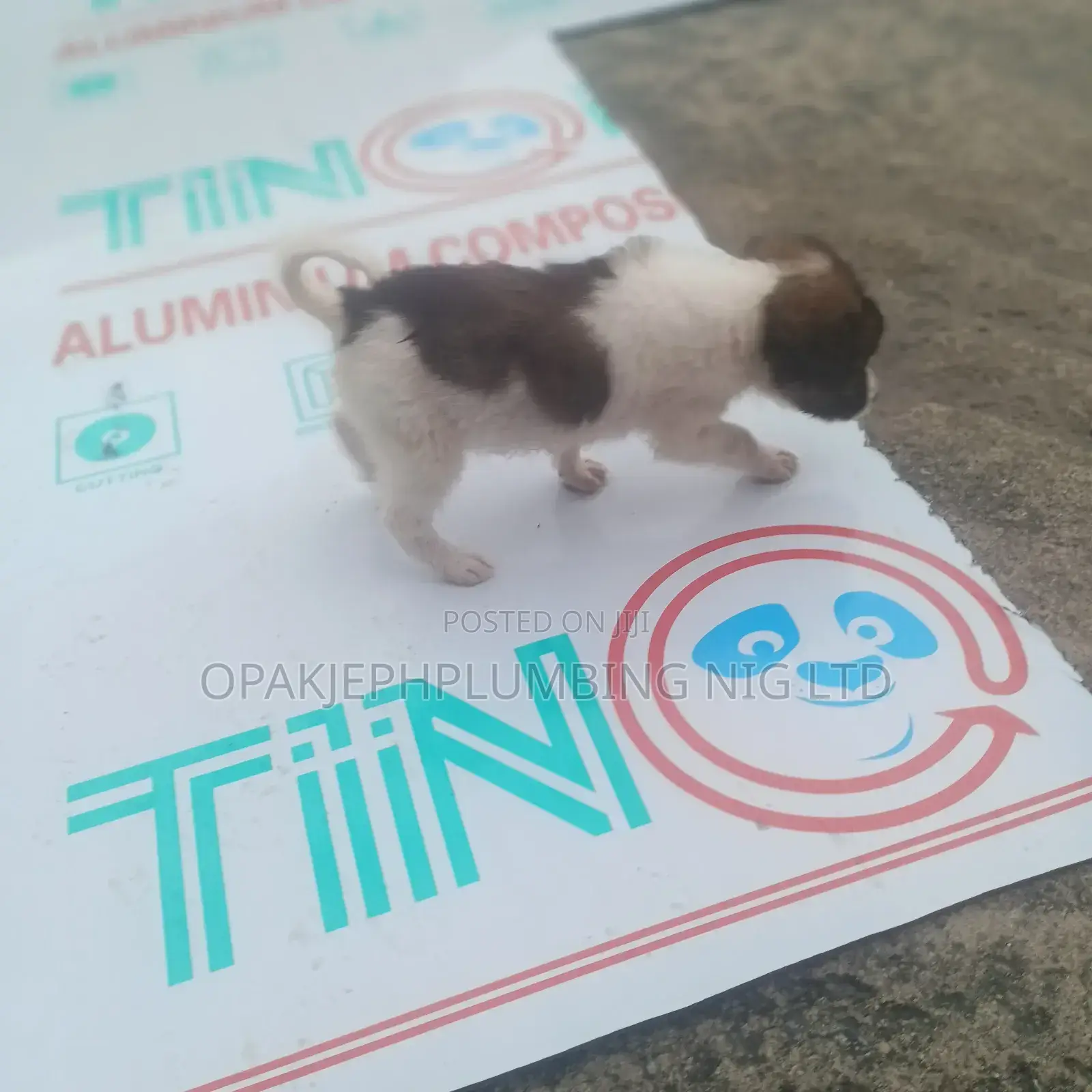 1-3 months Male Mixed Breed Dog