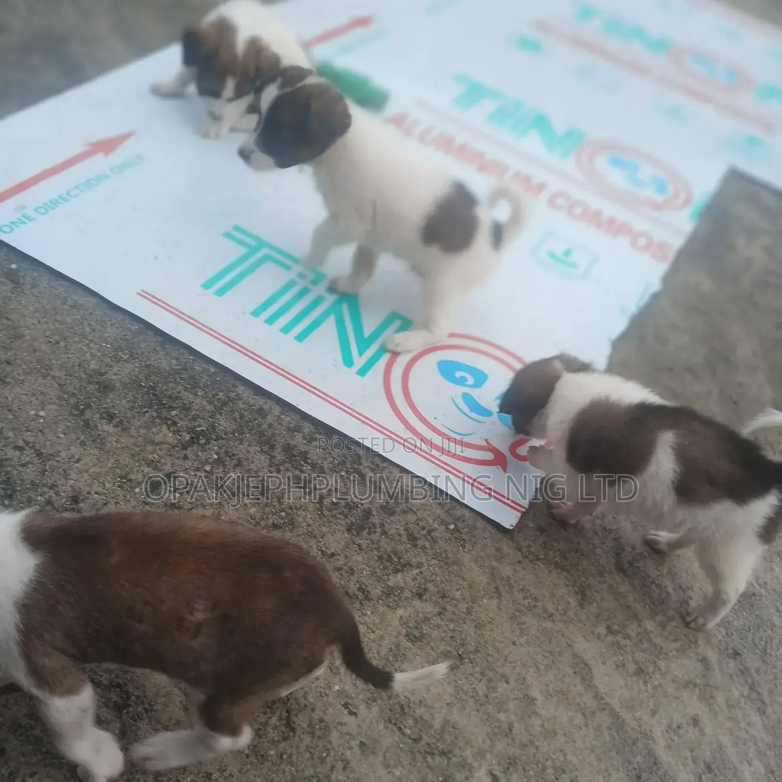 1-3 months Female Mixed Breed American Eskimo