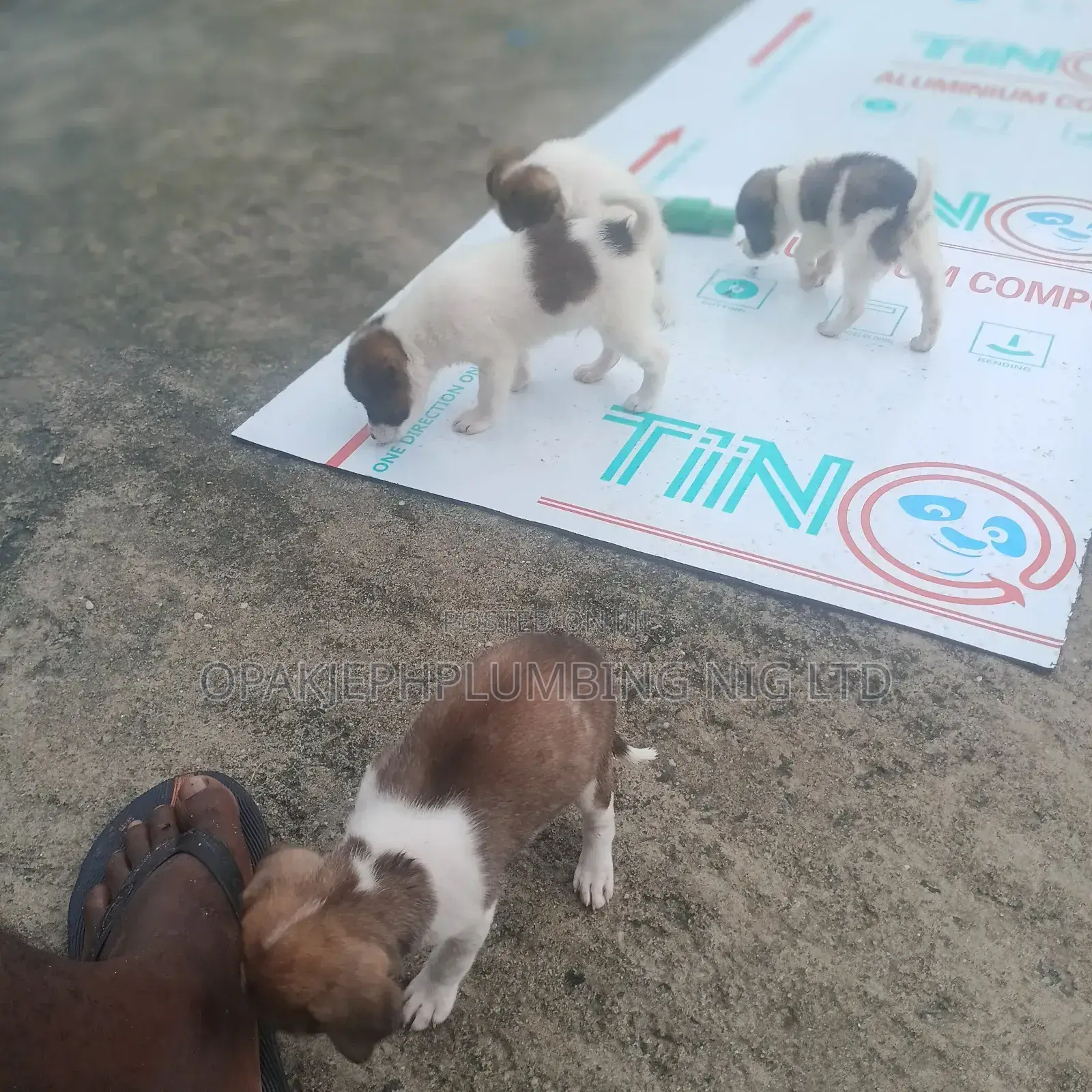 1-3 months Female Mixed Breed American Eskimo