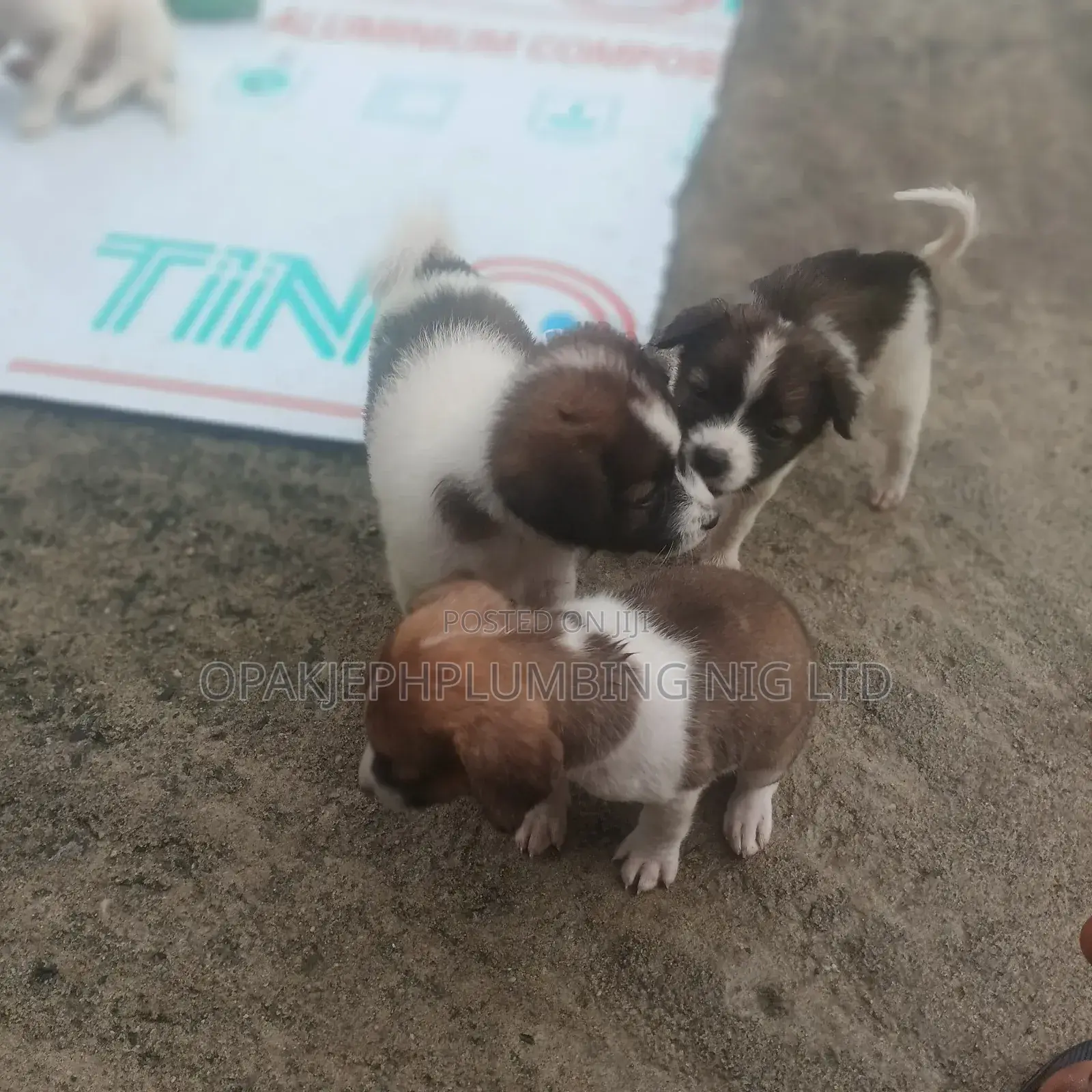 1-3 months Female Mixed Breed American Eskimo