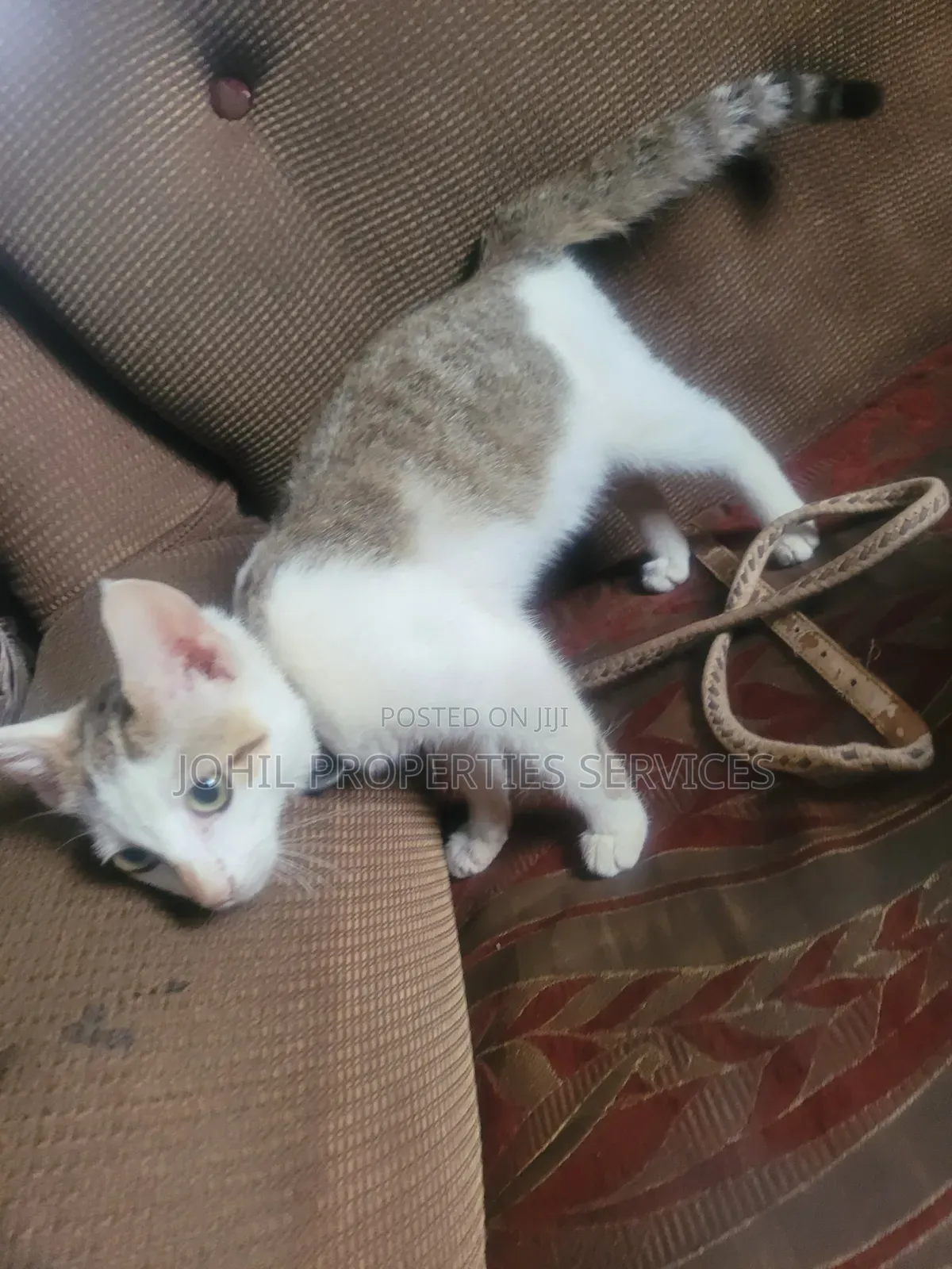 3-6 months Female Purebred Persian