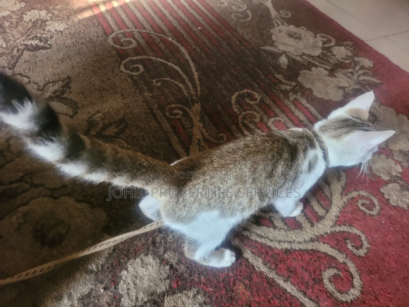 3-6 months Female Purebred Persian