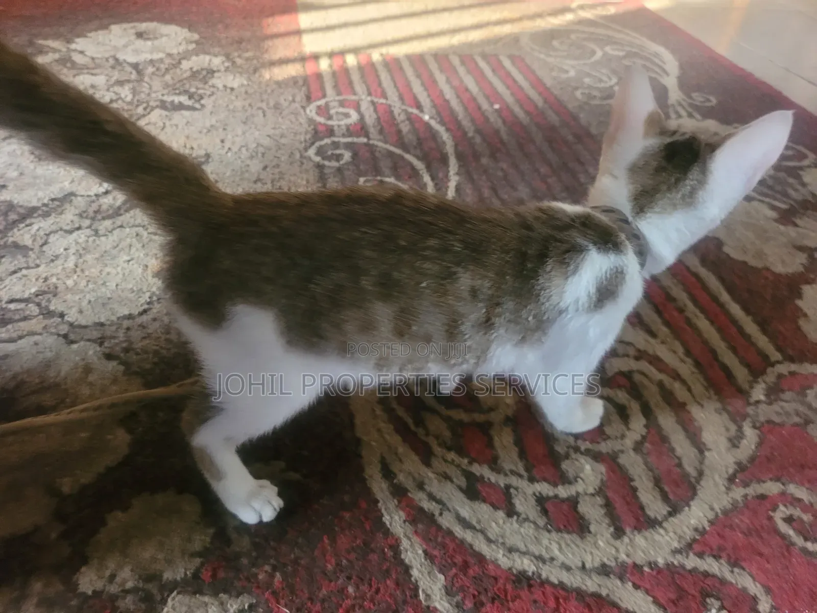 3-6 months Female Purebred Persian