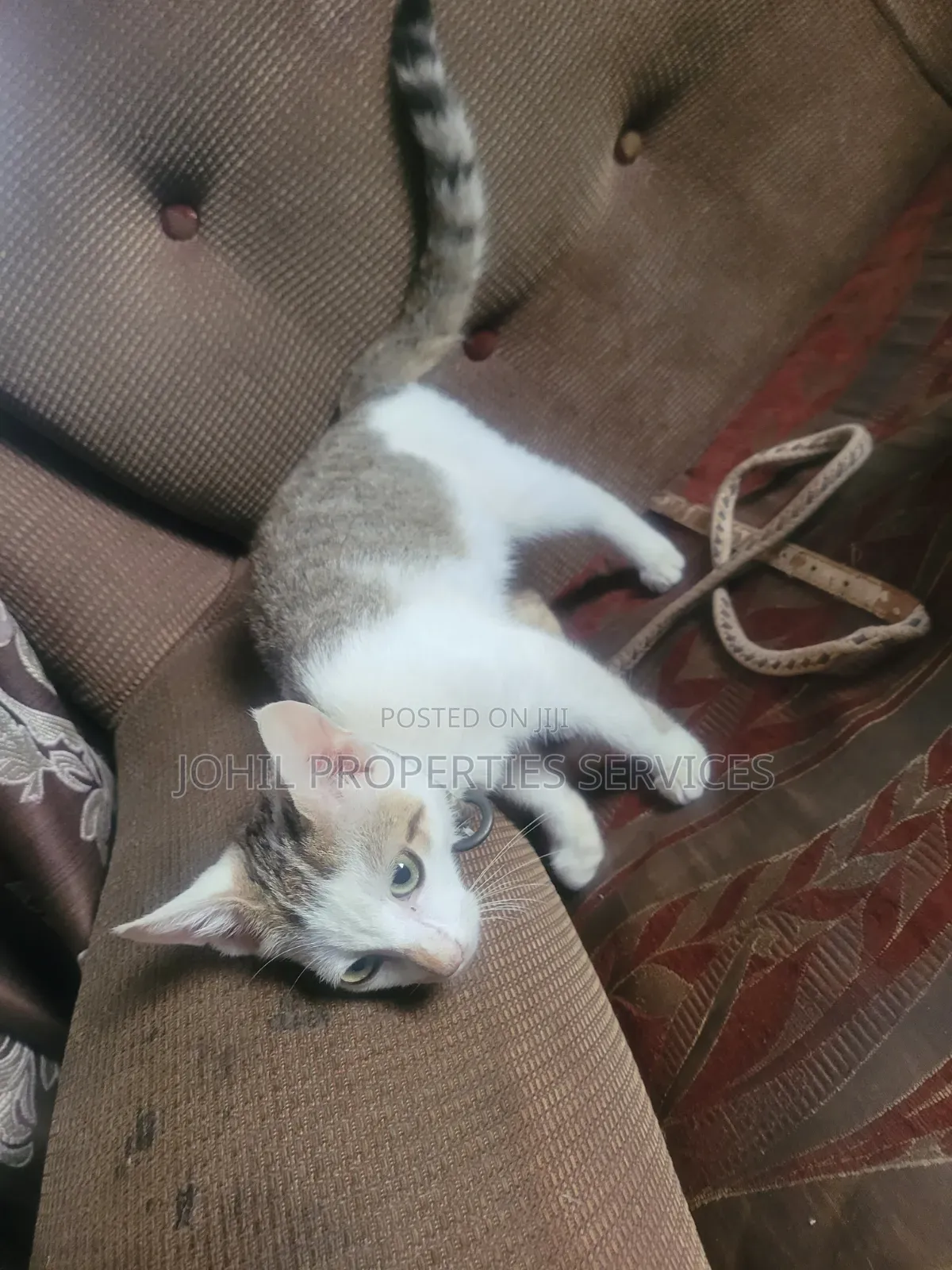 3-6 months Female Purebred Persian