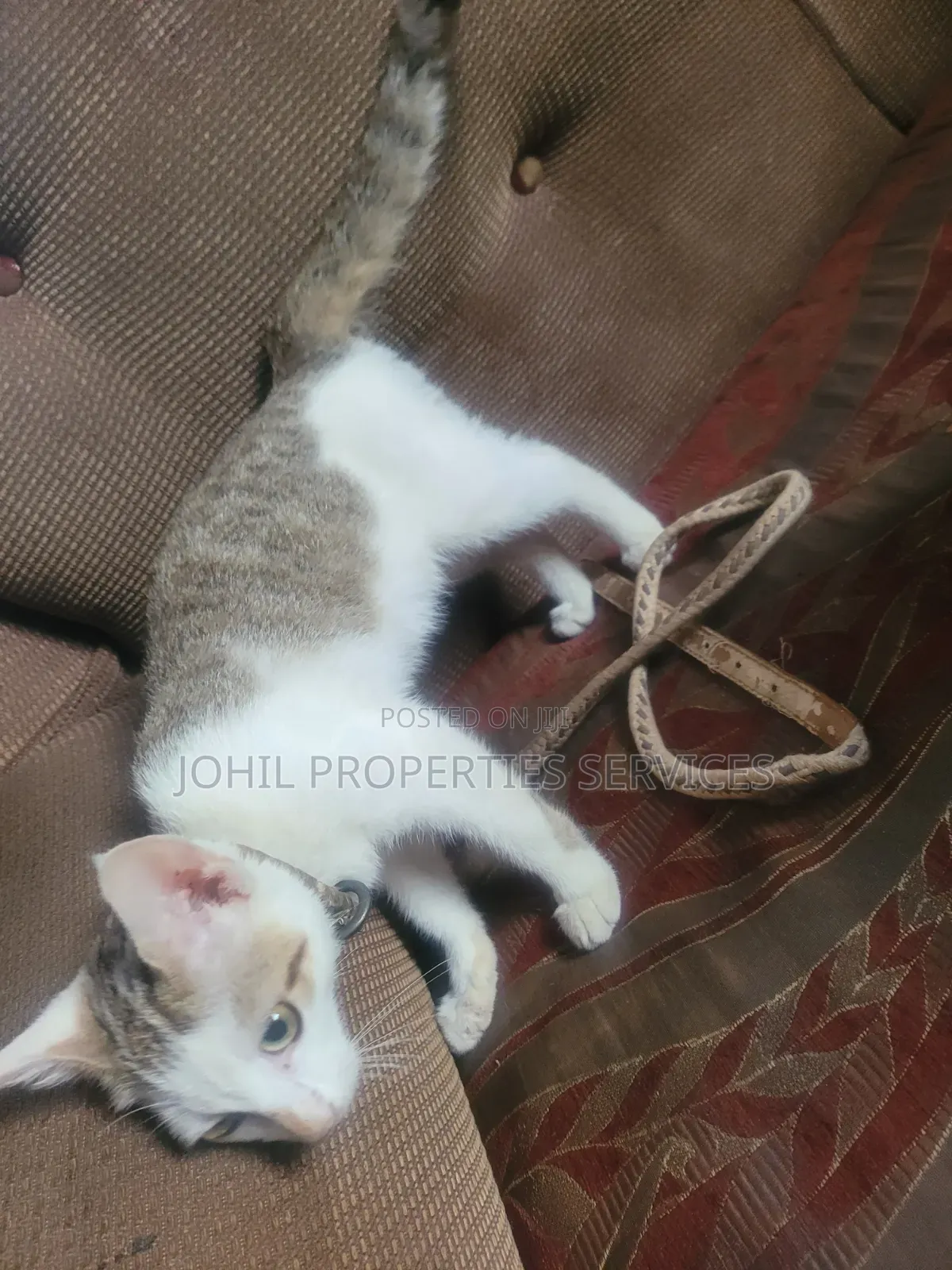 3-6 months Female Purebred Persian