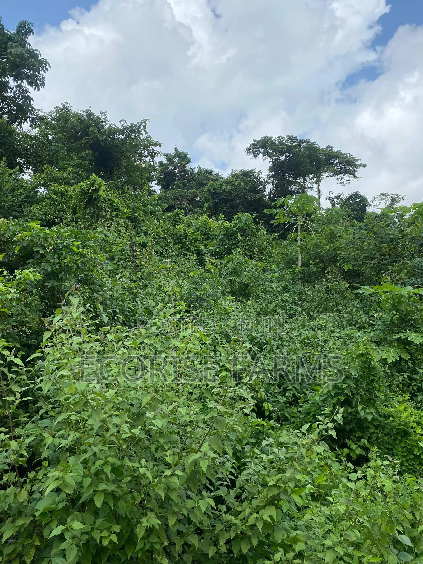 4.5 Acres of Land Available for Sale in Oluyole Ibadan