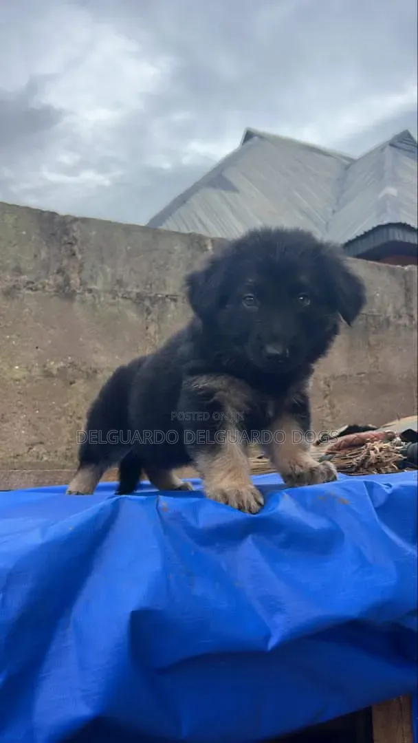 1-3 months Female Purebred German Shepherd
