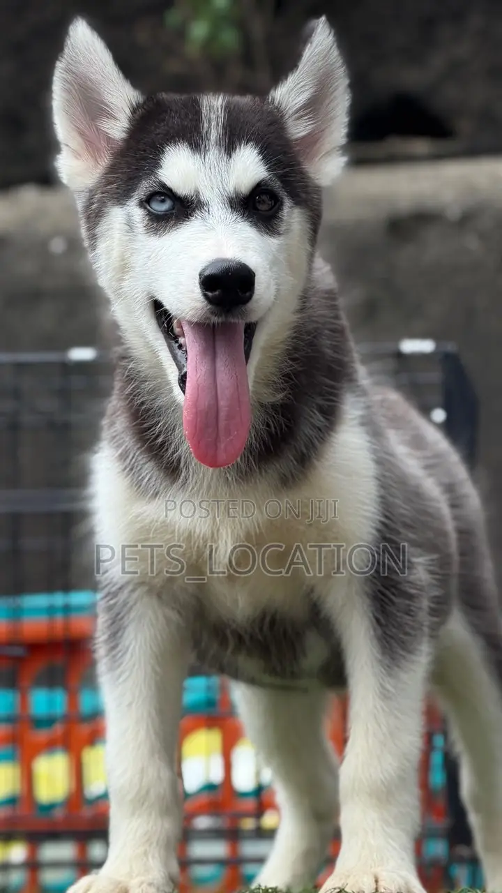 3-6 months Male Purebred Siberian Husky