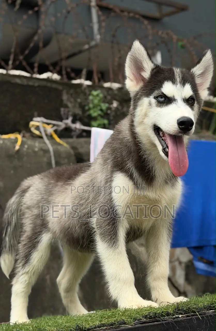 3-6 months Male Purebred Siberian Husky