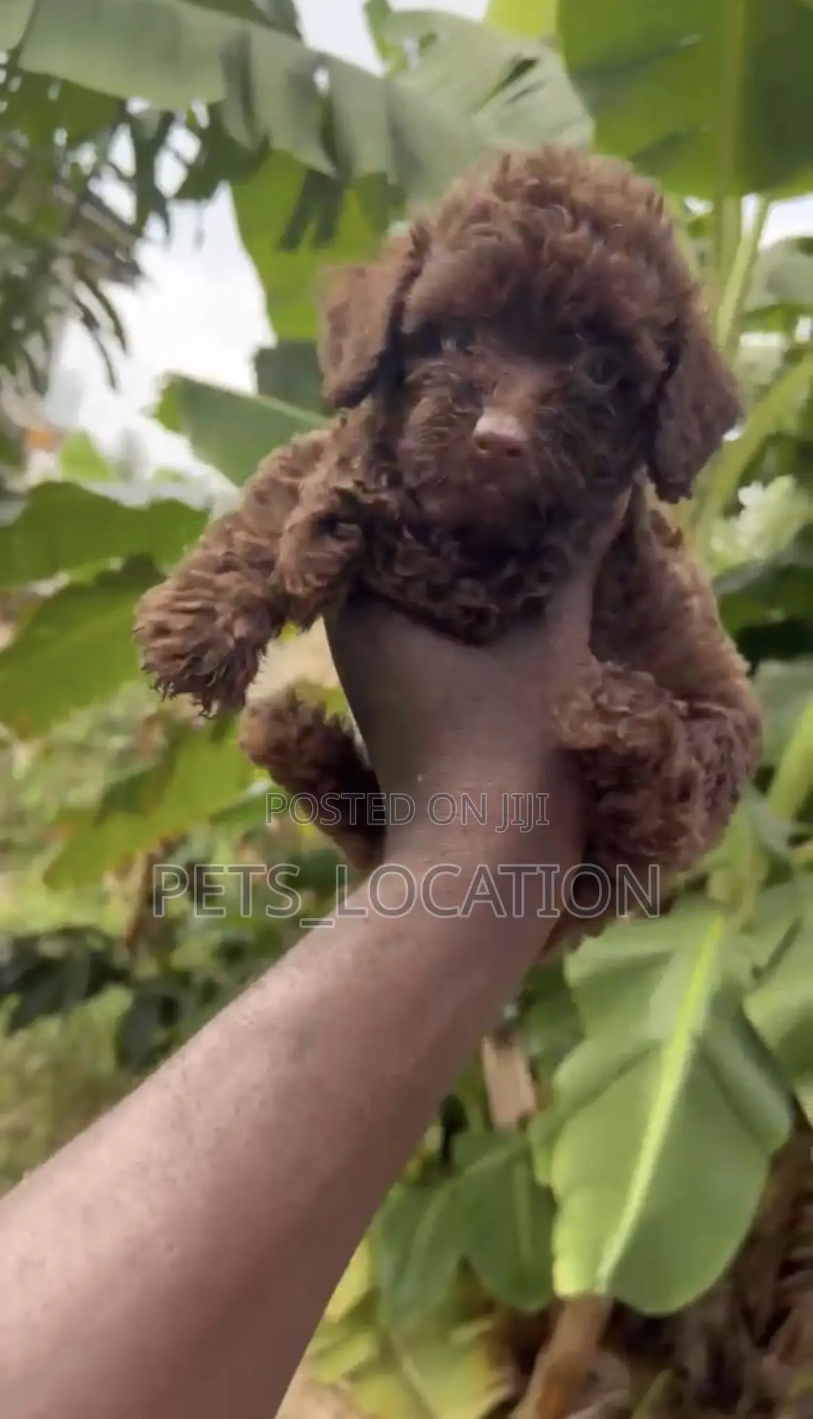 1-3 months Female Purebred Poodle
