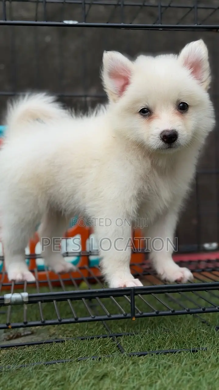 1-3 months Male Purebred American Eskimo