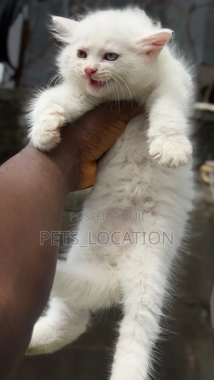 1-3 months Male Purebred Persian
