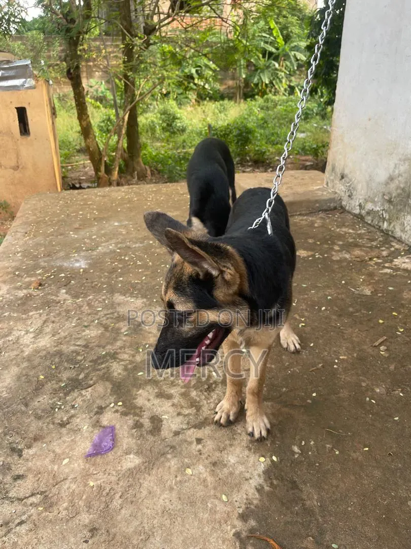 3-6 months Female Purebred German Shepherd