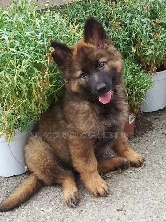 1-3 months Female Purebred German Shepherd