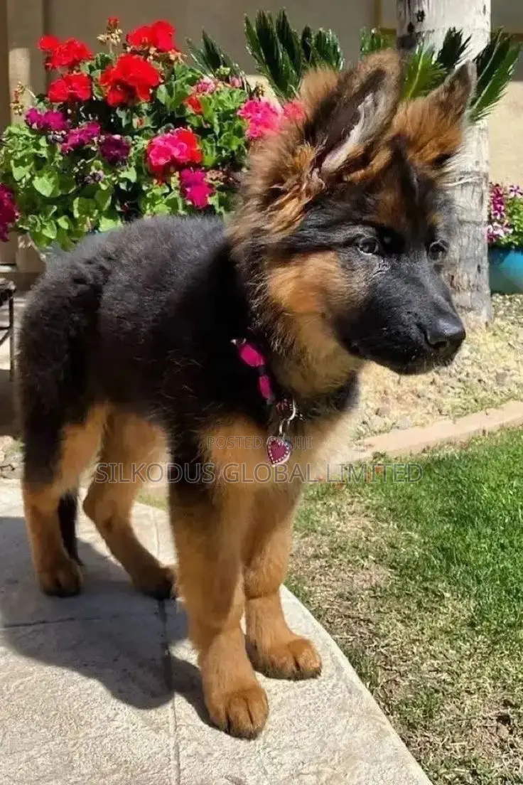 1-3 months Female Purebred German Shepherd