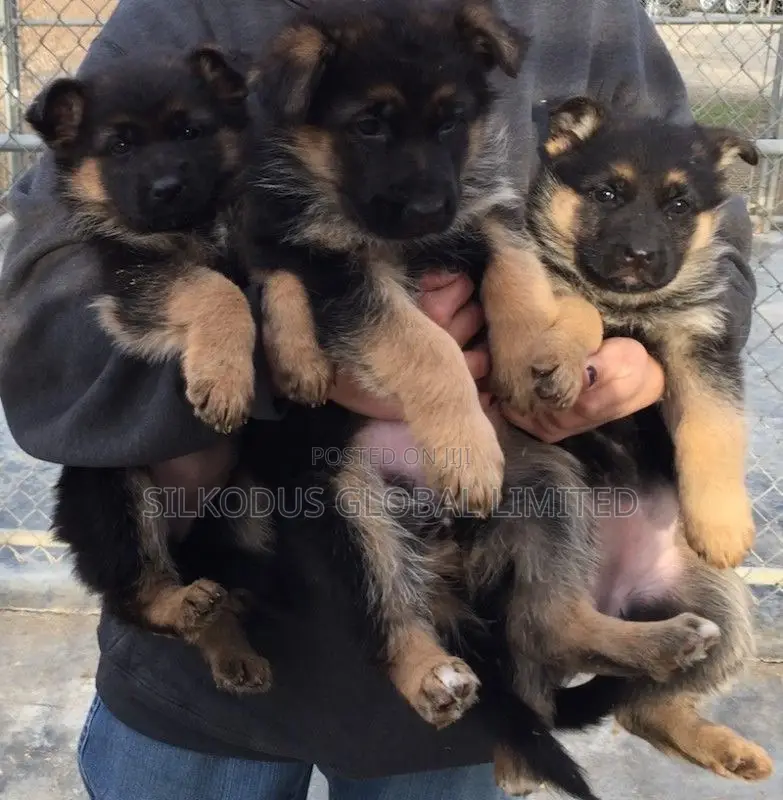 1-3 months Female Purebred German Shepherd
