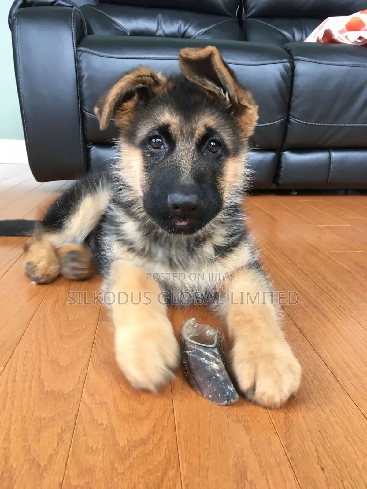 1-3 months Female Purebred German Shepherd