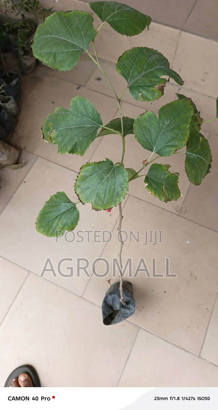 Mulberry Seedlings