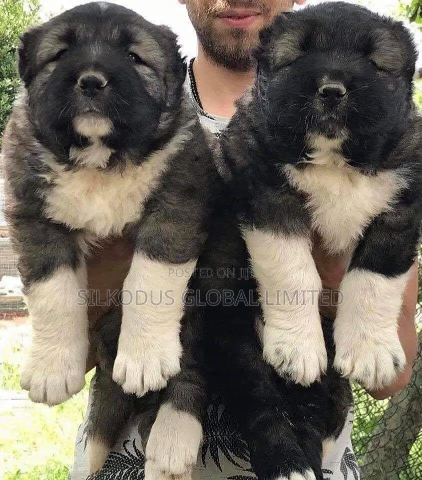 1-3 months Female Purebred Caucasian Shepherd