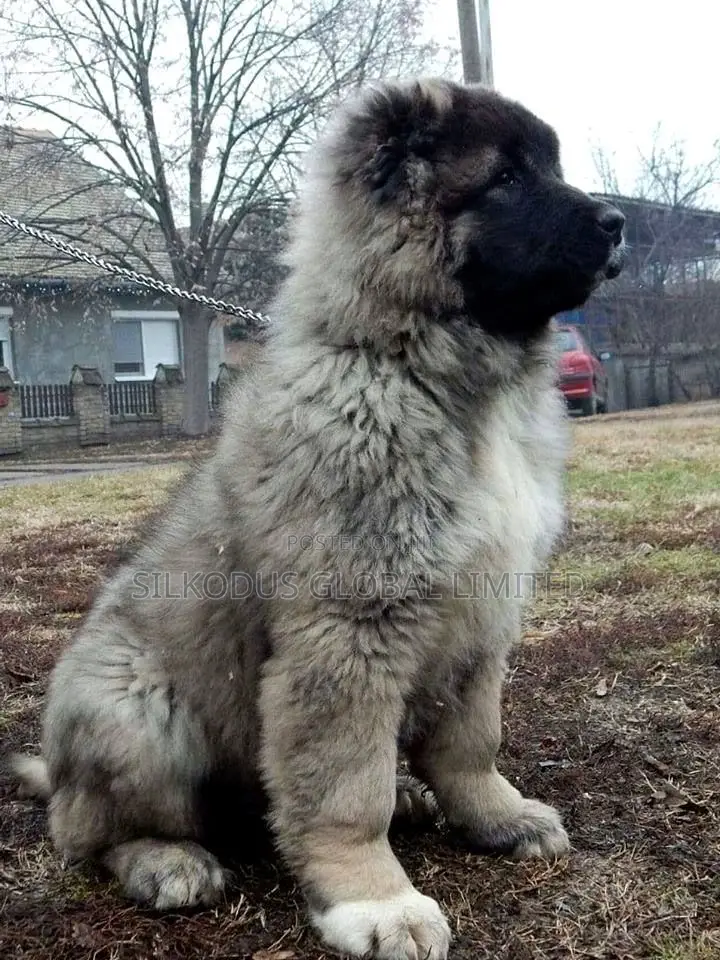 1-3 months Female Purebred Caucasian Shepherd