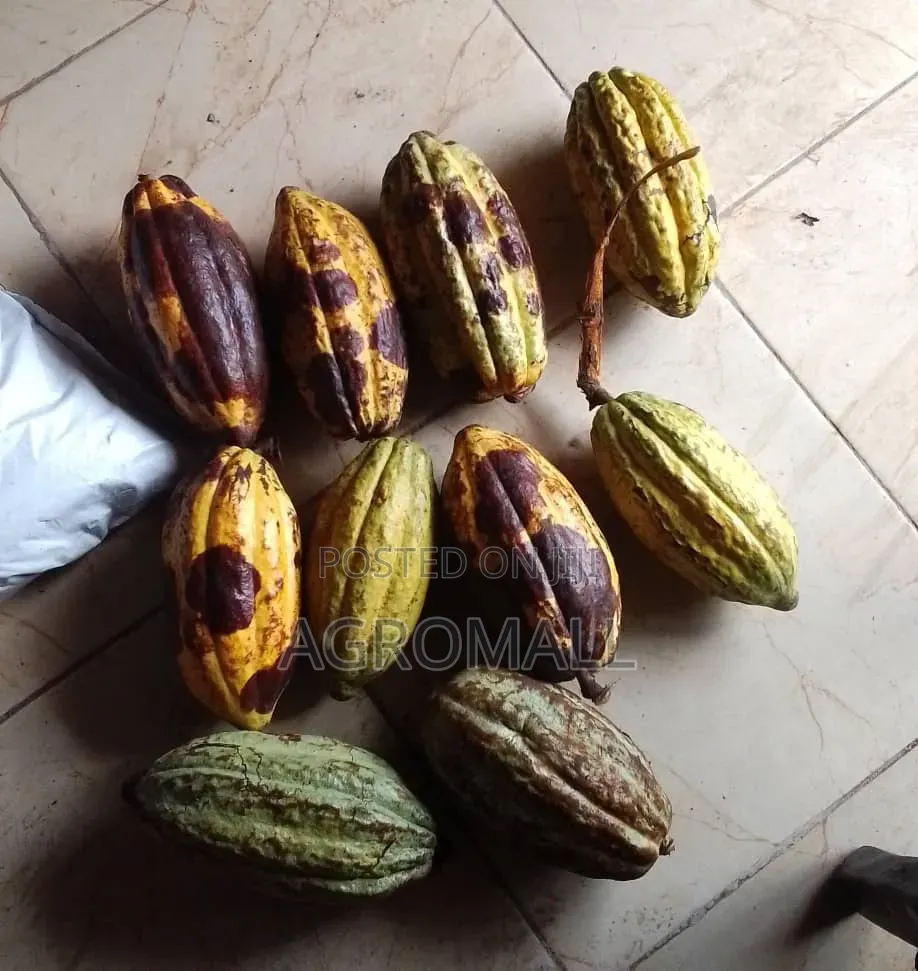Cocoa Seed _1pod