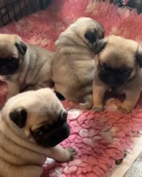 1-3 months Female Purebred Pug