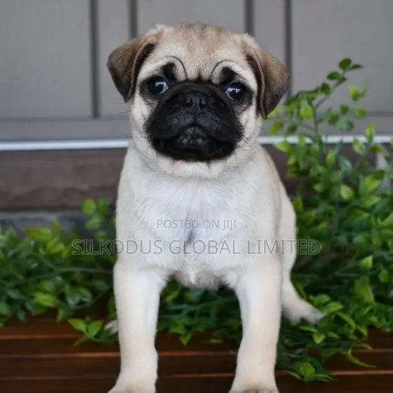 1-3 months Female Purebred Pug