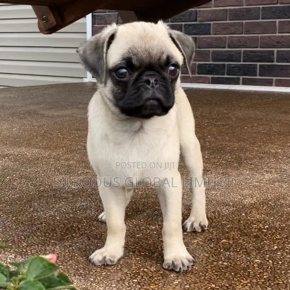 1-3 months Female Purebred Pug