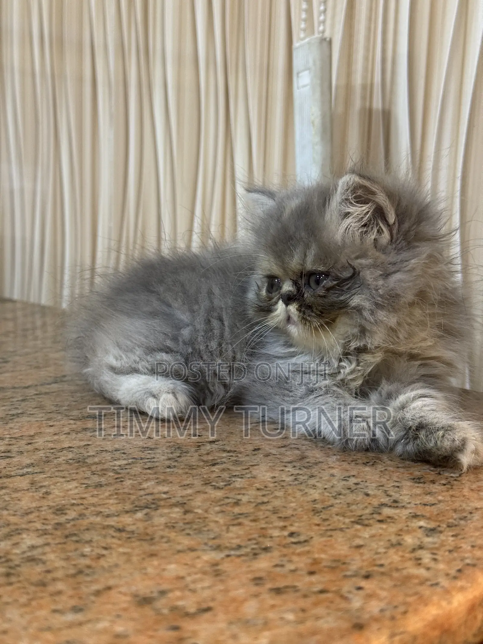 1-3 months Male Purebred Persian