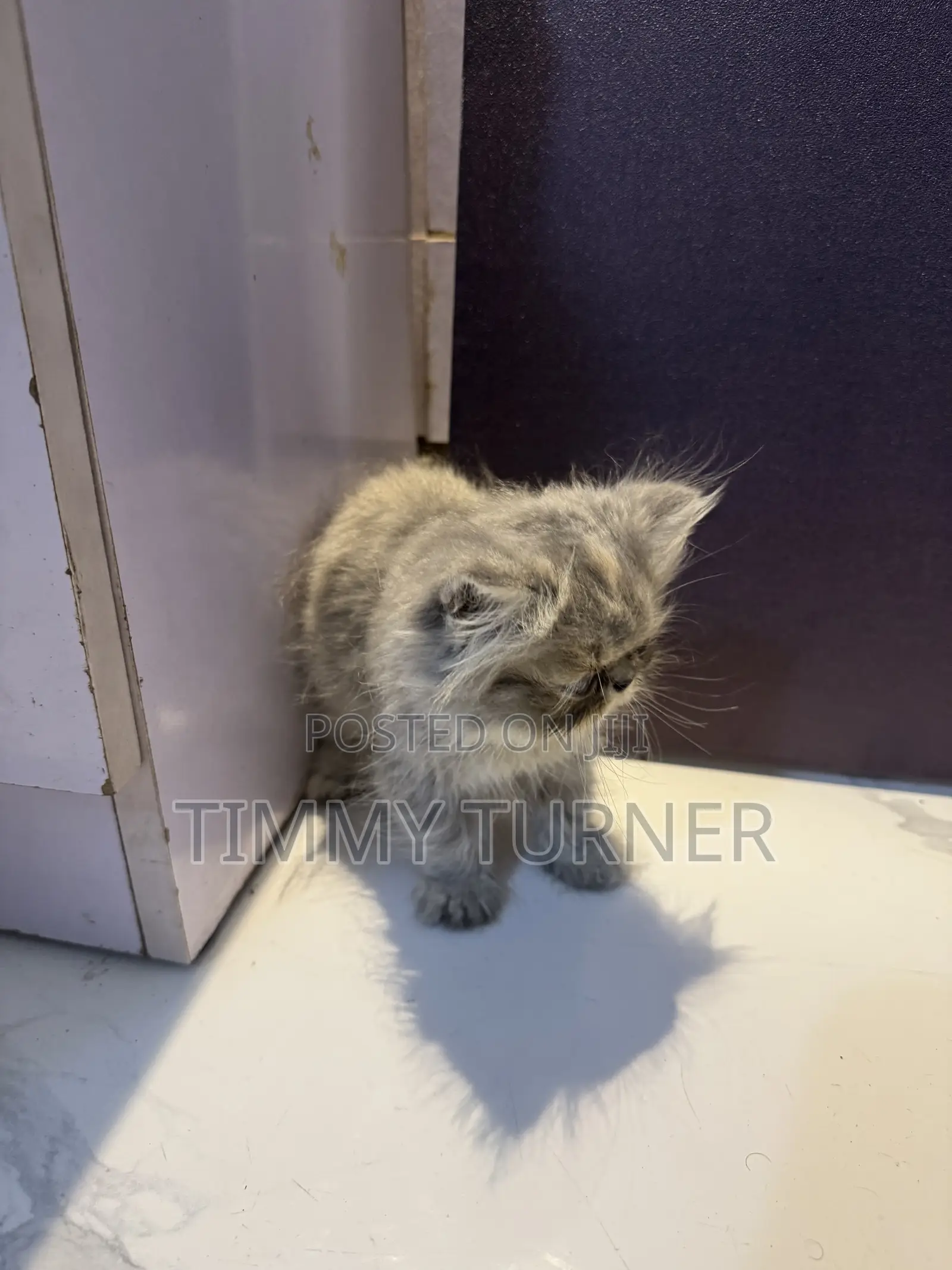 1-3 months Male Purebred Persian