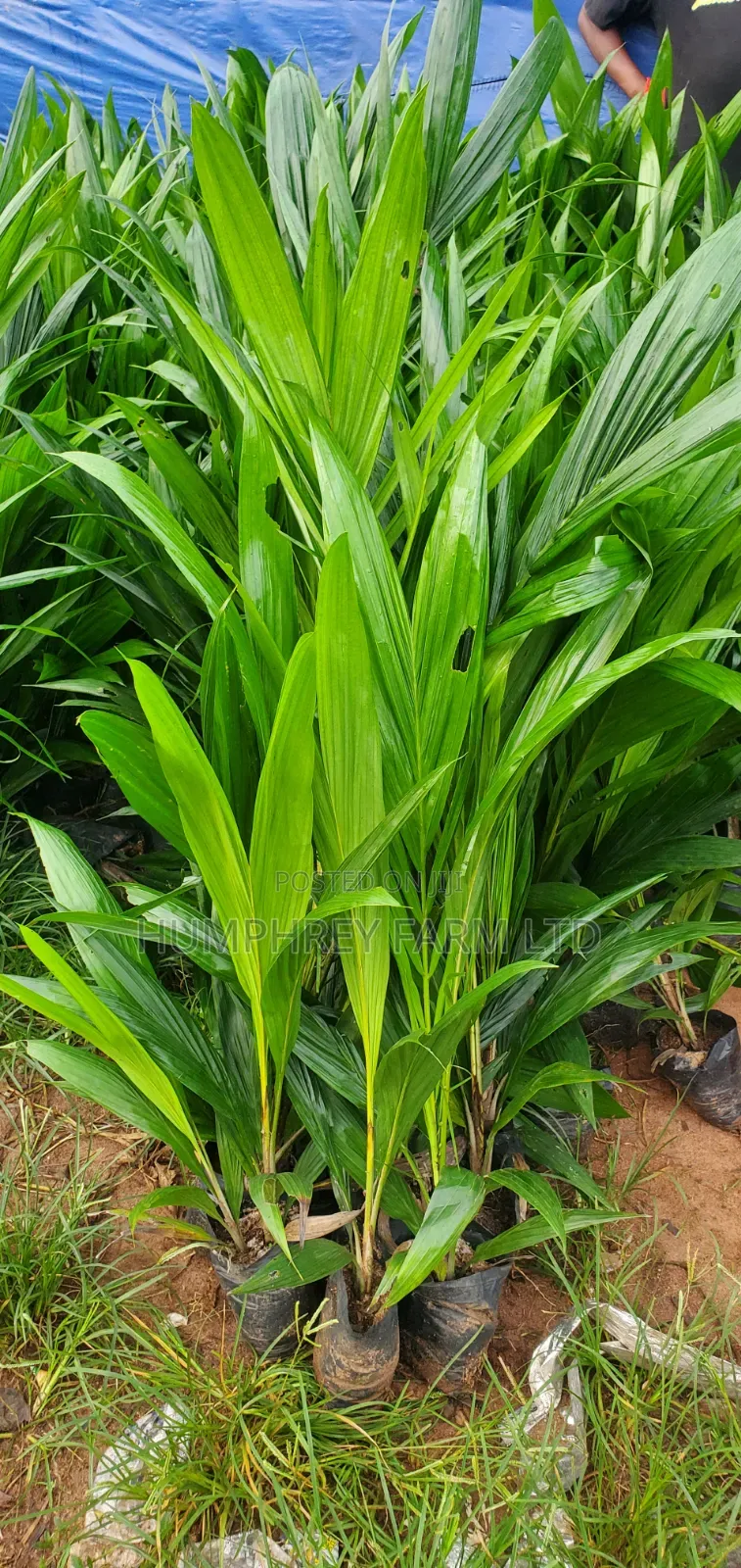 Malaysia Supergene Oil Palm for Sale