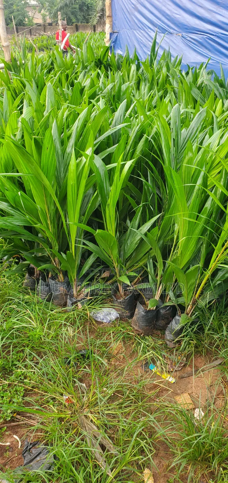 Malaysia Supergene Oil Palm for Sale
