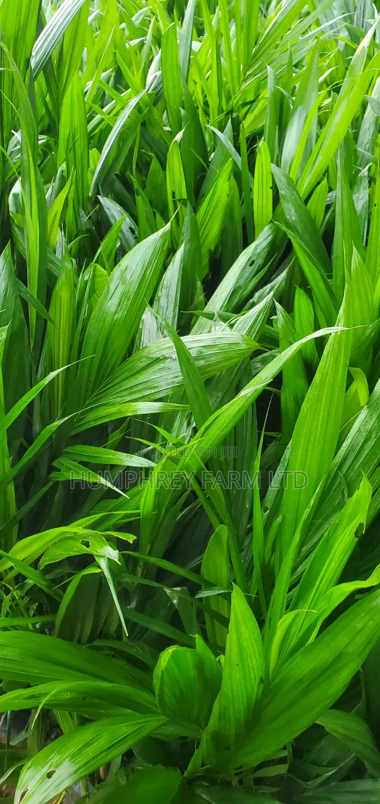 Malaysia Supergene Oil Palm for Sale